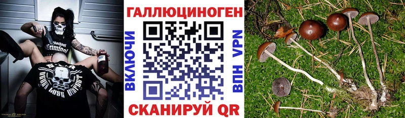 Псилоцибиновые грибы GOLDEN TEACHER  купить   Сретенск 